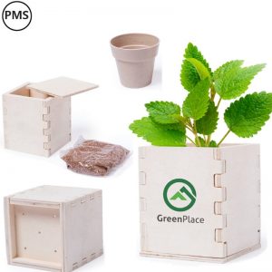 Pepermunt in een potje Minty